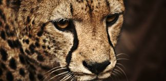 Как внедрять новые требования 209-ФЗ по управлению рисками — РИСК-АКАДЕМИЯ