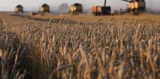 Аудит «Аграрного фонда» выявил более 3 миллиардов гривень убытков – Новости сельского хозяйства