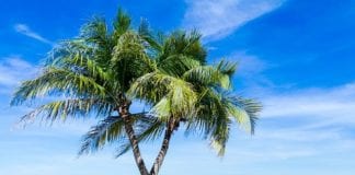 Snapshot: AM Best-rated Caribbean insurers t… – BNamericas English